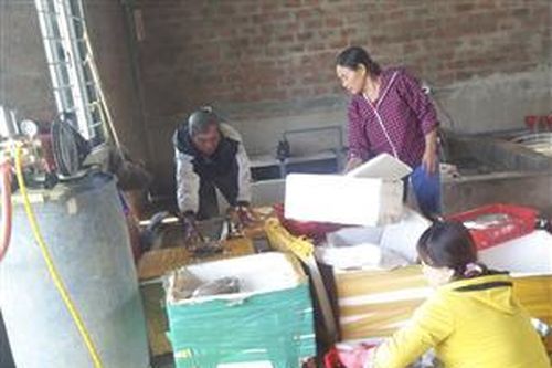 Hiệu quả từ mô hình 'Tổ hợp tác thu mua, bảo quản chế biến thủy, hải sản' ở Gio Hải