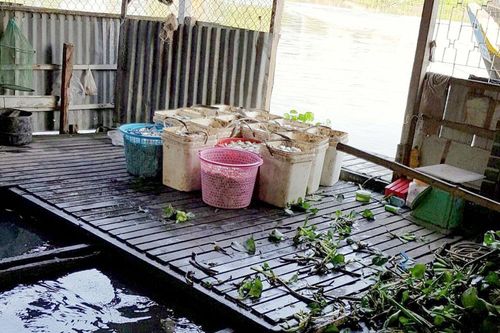 Vận động di dời các bè nuôi cá trên khu vực sông Cái Vừng