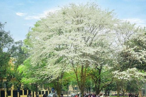 Hà Nội đẹp lạ lùng trong màu trắng hoa sưa