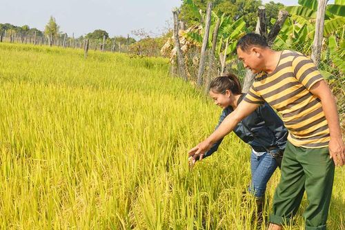 Ia Lâu: Tránh hạn nhờ gieo trồng sớm