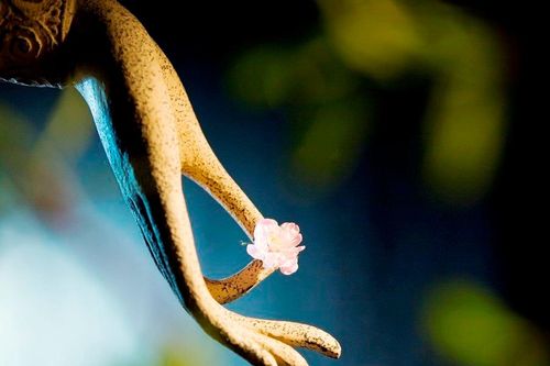 Buông bỏ chấp thủ tự ngã để an vui lâu dài