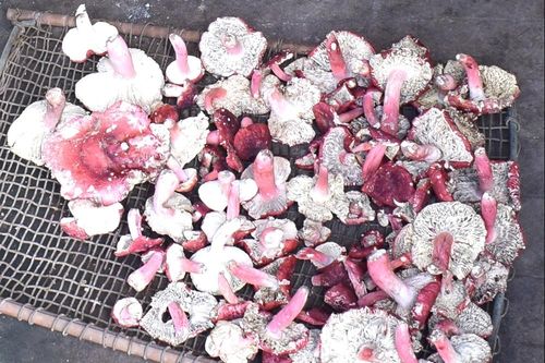 Mùa nấm chẹo ở Tiên Yên