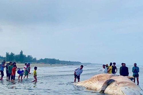 Trục vớt xác cá voi 10 tấn dạt vào bờ biển Hà Tĩnh