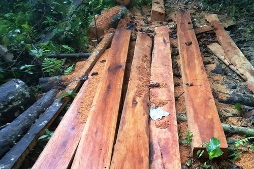 Liên tiếp phát hiện các vụ phá rừng quy mô lớn