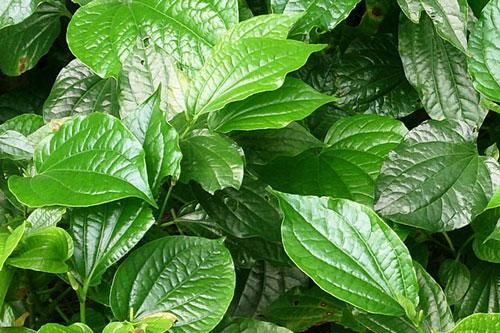 Những tác dụng trị bệnh kỳ diệu từ lá lốt mà bạn nên biết