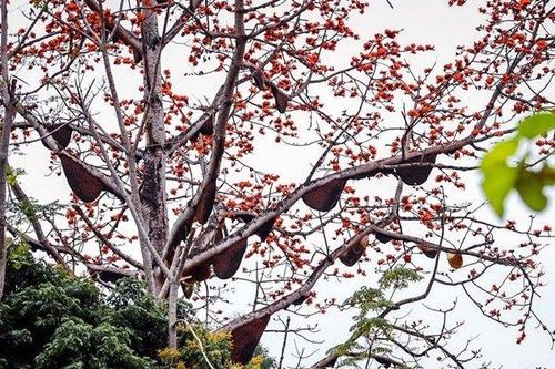 Chiêm ngưỡng cây hoa gạo nở rực rỡ có hơn 30 tổ ong khổng lồ trú ngụ ở xứ Nghệ
