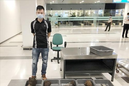Bắt 28,7 kg nghi sừng tê giác trên chuyến bay từ Hàn Quốc về Việt Nam