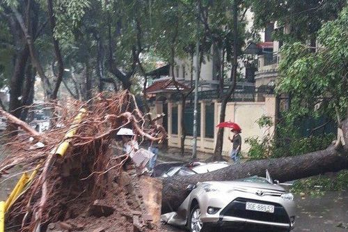 Cây cổ thụ bật gốc, đè nát Toyota Vios giữa phố Hà Nội
