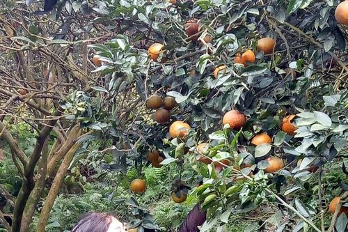 Thị trấn Na Hang đi đầu trong phong trào 'Dân vận khéo'
