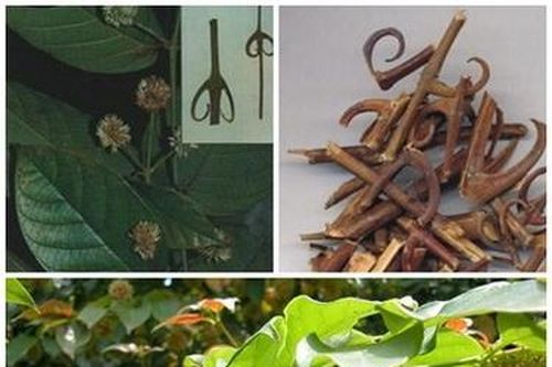 Bài thuốc trị thiểu năng tuần hoàn não