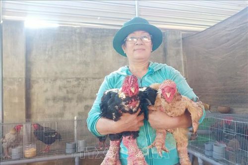 Ý chí vươn lên của nữ cựu chiến binh