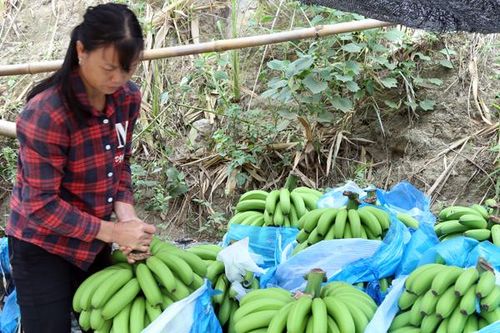 Giá chuối giảm còn 3.000 - 4.000 đồng/kg, người trồng không có lãi