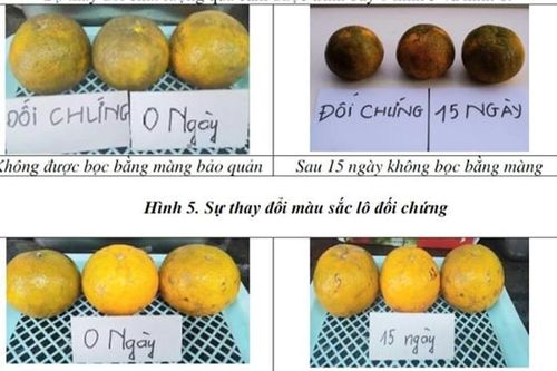 Chế tạo màng bọc sinh học bảo quản hoa quả