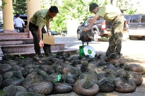 Kiểm soát hoạt động nuôi nhốt, buôn bán động vật hoang dã