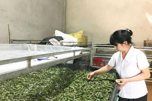 Đông Thanh: Hướng tới vùng liên kết dâu tằm