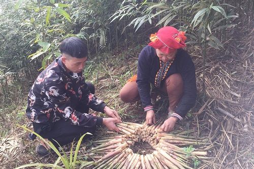 'Thủ phủ' măng sặt vào vụ thu hoạch