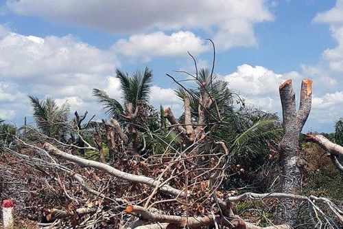 Cà Mau cắt, tỉa hàng trăm cây xanh có khả năng gây sạt lở tuyến đường Tắc Thủ - Vàm Đá Bạc