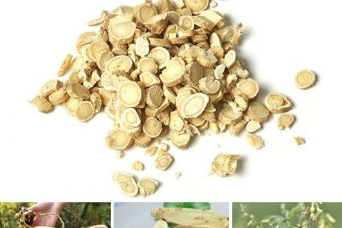 Ngọc bình phong ẩm, một loại trà dược quý