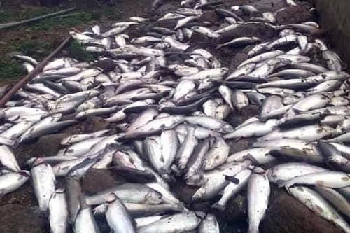 Một hộ dân ở xã Nậm Pung bị chết gần 5 tấn cá hồi