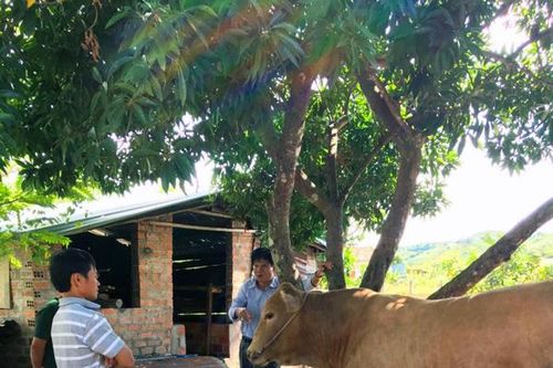 Tổ hợp tác giúp nông dân Kbang thoát nghèo