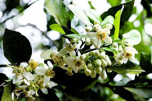 'Bỏ túi' những công dụng tuyệt vời của hoa bưởi