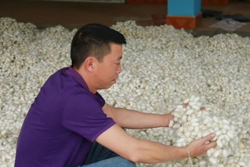 Về Việt Tiến xem người dân cho tằm nằm phòng lạnh