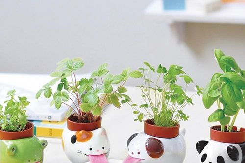 Giảm ra đường thì ở nhà trồng cây: Những chậu cây cưng xỉu, còn 'tự uống nước' nữa này!