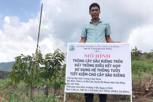 Tưới tiết kiệm cho cây sầu riêng trên đất trồng điều
