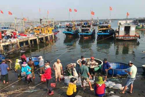 Ngư dân trúng đậm cá cơm, kiếm tiền triệu mỗi đêm