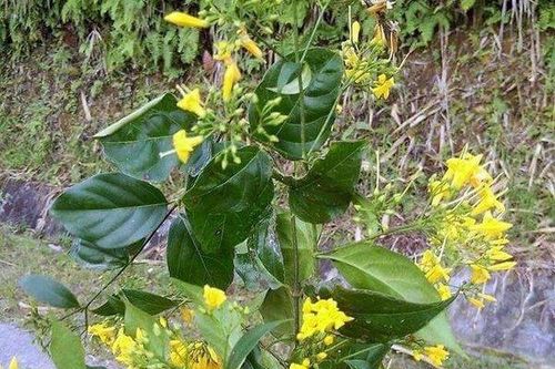 Nữ sinh lớp 12 bị gia đình cấm yêu cùng người đàn ông có vợ ăn lá ngón tự tử