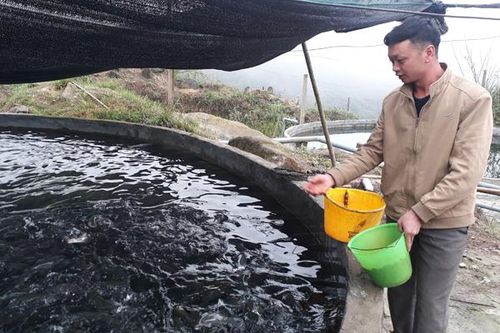 Người nuôi cá nước lạnh cần cảnh giác trong mùa mưa lũ