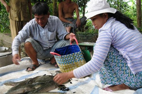 Cá lóc nuôi ở Trà Vinh bị thiệt hại tràn lan do nước mặn tấn công