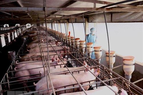 Các doanh nghiệp chăn nuôi lớn đã giảm giá thịt lợn hơi xuống còn 70.000 đồng/kg