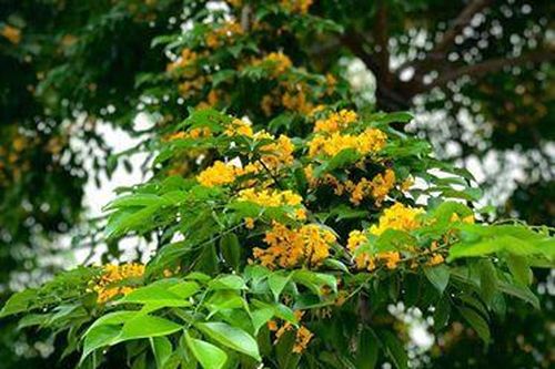 Đẹp nao lòng những chùm giáng hương vàng rực ở thành Vinh