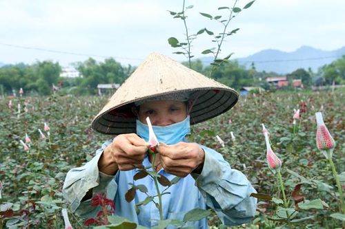 Bám đồng ruộng mùa dịch Covid - 19