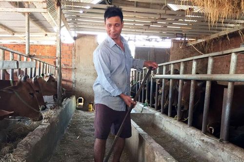 Tỷ phú nuôi bò vỗ béo