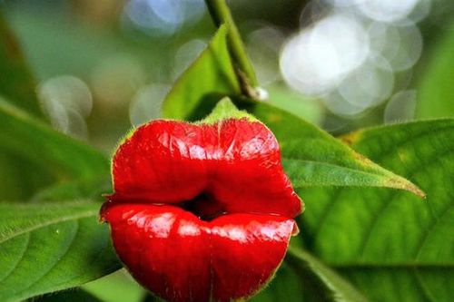 Chiêm ngưỡng 6 loài thực vật sở hữu vẻ ngoài giống bộ phận cơ thể người