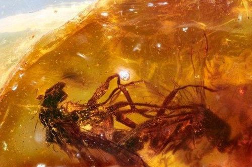 Cặp ruồi 41 triệu tuổi cực hiếm trong miếng đá hổ phách quý giá