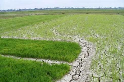 Xâm nhập mặn tại ĐBSCL ở mức cao trong tháng 4