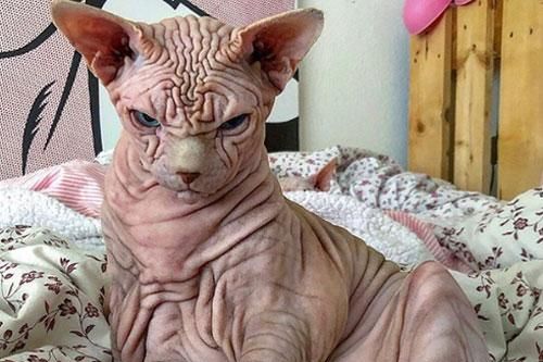 Chú mèo có vẻ ngoài kỳ lạ nhất thế giới, da 'nhăn nheo như não người'