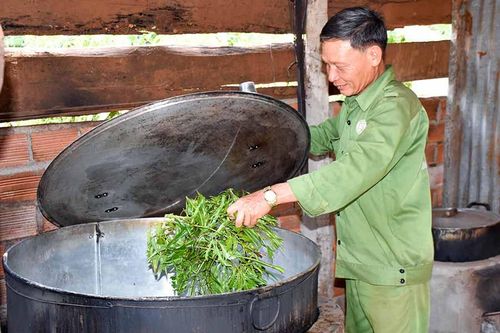 Quan tâm phát triển thương hiệu cao đinh lăng