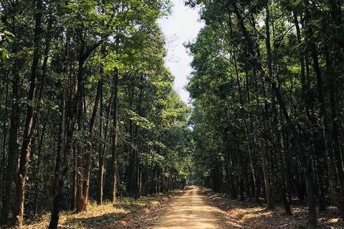 Khuyến cáo mùa vụ trồng rừng