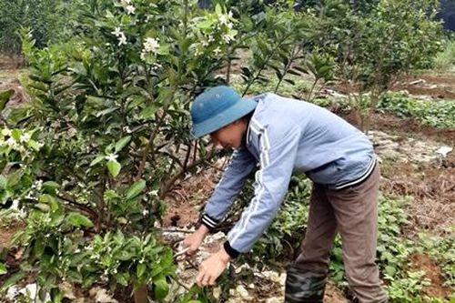 Nho Quan: Phát triển trồng trọt theo hướng sản xuất hàng hóa