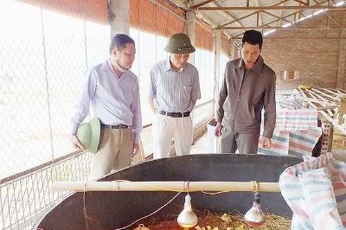 Làm giàu từ chăn nuôi