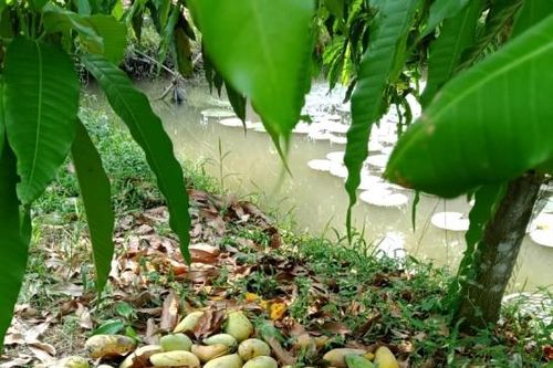 Xoài tiếp tục rớt giá mạnh