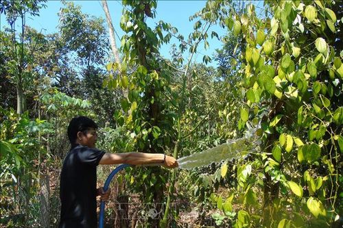 Bình Phước 'gồng mình' cứu cây trồng trong cơn hạn