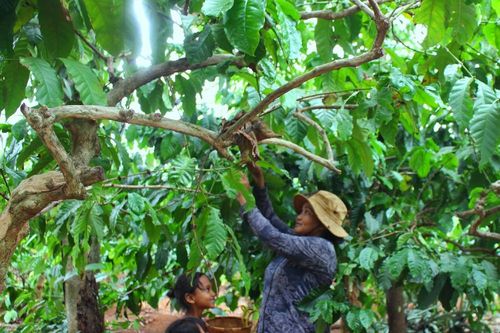 Những đứa trẻ nhặt phân bò, bắt sâu muồng thay học trực tuyến