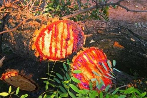 Loài cây 'chảy máu' ở Nam Phi
