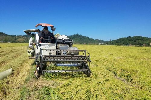 Vùng sản xuất lúa ứng dụng công nghệ cao ở Đạ Tẻh