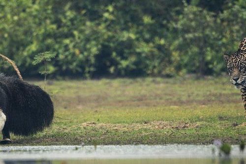 Thú ăn kiến khổng lồ dễ dàng thoát thân trước móng vuốt của báo đốm: Cuộc kỳ ngộ khó hiểu